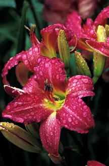 Moist: USA, Washington, Sammamish. Daylily with