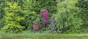 Cove: USA, Washington, Seabeck, Guillemot Cove Nature
