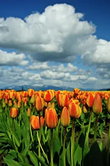 Skagit: USA, Washington, Skagit Valley. Skagit Valley