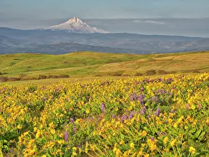 Lupine: USA, Washington State. Arrowleaf balsamroot and