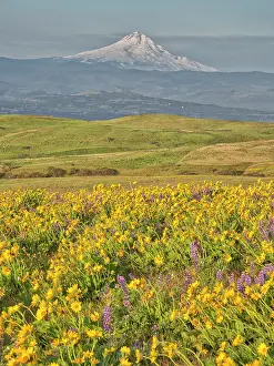 Eggers: USA, Washington State. Arrowleaf balsamroot and
