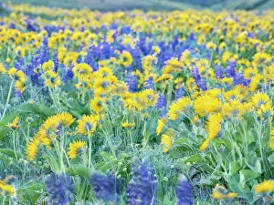 Eggers: USA, Washington State. Arrowleaf balsamroot and lupine