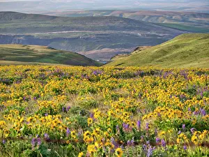 Eggers: USA, Washington State. Arrowleaf balsamroot and lupine