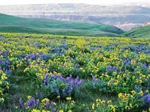 Eggers: USA, Washington State. Arrowleaf balsamroot and lupine