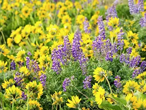 Eggers: USA, Washington State. Arrowleaf balsamroot and lupine