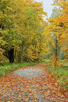Highway: USA, Washington State. Big Leaf Maple trees in autumn