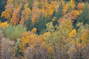Highway: USA, Washington State. Big Leaf Maple trees in autumn
