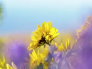 Eggers: USA, Washington State. Close-up of Arrowleaf Balsamroot