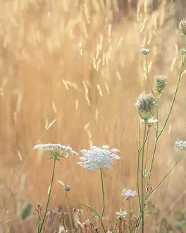 Queen: USA, Washington State, Dewatto. Queen Anne's lace