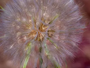 Salsify: USA, Washington State, Eastern Washington fluffy