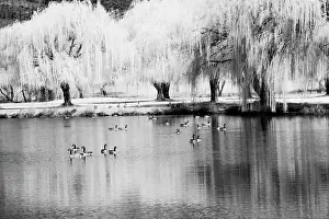 Infrared: USA, Washington State, Eastern Washington. Weeping