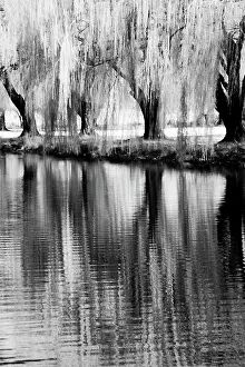 Infrared: USA, Washington State, Eastern Washington. Weeping