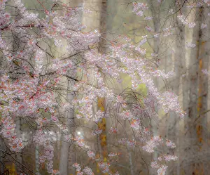 Focus: USA, Washington State, Fall City, Springtime cherry
