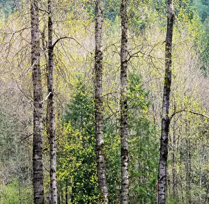 Gold: USA, Washington State, Fall City Cottonwoods just