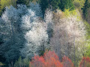 Washington: USA, Washington State, Fall City wild cherry springtime