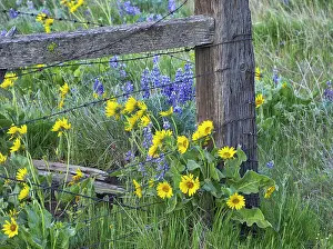 Arrowleaf: USA, Washington State. Fence line with spring wildflowers