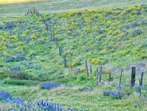 Terry: USA, Washington State. Fence line with spring wildflowers
