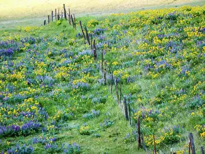 Terry: USA, Washington State. Fence line with spring wildflowers