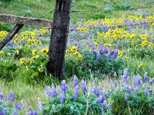 Terry: USA, Washington State. Fence line with spring wildflowers