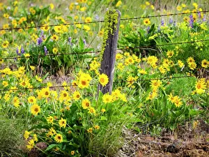 Terry: USA, Washington State. Fence line with spring wildflowers
