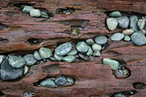 Pebble: USA, Washington State, Fort Flagler State Park. Close-up of