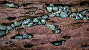 Pebble: USA, Washington State, Fort Flagler State Park. Close-up of