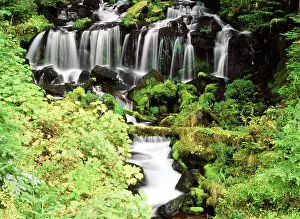 Twin: USA, Washington State, Gifort Pinchot National