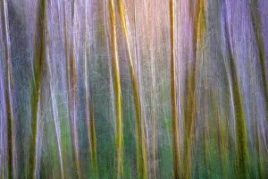 Jaynes Gallery: USA, Washington State, Guillemot Cove Nature Preserve. Alder