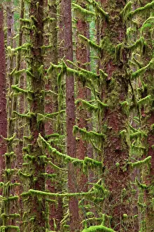 Moss: USA, Washington State, Hoh River Trust. Sitka spruce trees