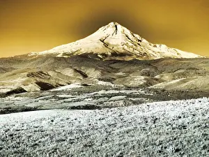 Infrared: USA, Washington State. Infrared capture of wildflowers