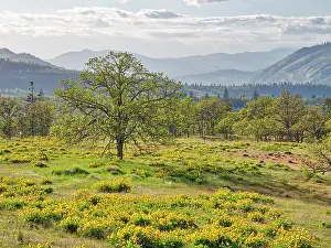 Terry: USA, Washington State. Lone Oak Tree in field of wildflowers