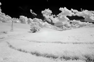 Infrared: USA, Washington State, Lone tree in field of wheat