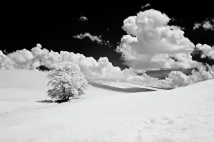 Infrared: USA, Washington State, Lone tree in field of wheat