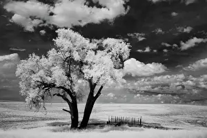 Infrared: USA, Washington State, Lone tree in field in wheat