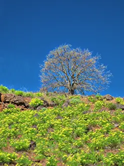 Eggers: USA, Washington State. Lone Tree on hillside with