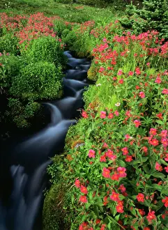 Rainier: USA, Washington State, Mount Rainier National