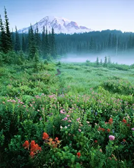 Rainier: USA, Washington State, Mt Rainier National