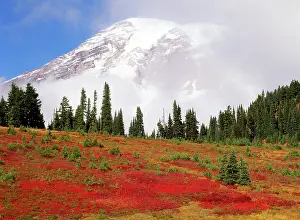 Rainier: USA, Washington State, Mt Rainier National