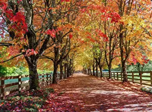 Fallen: USA, Washington State, North Bend. Fall color on