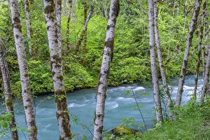 Olympic: USA, Washington State, Olympic National Forest