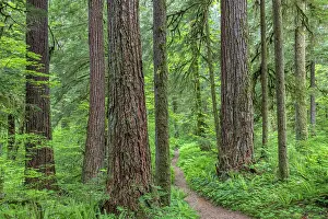 Olympic: USA, Washington State, Olympic National Forest