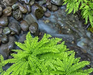 Olympic: USA, Washington State, Olympic National Forest