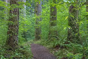 Maple: USA, Washington State, Olympic National Forest