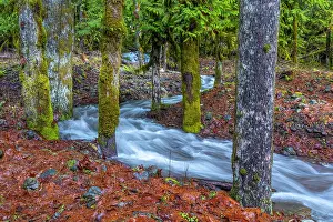 Maple: USA, Washington State, Olympic National Park. Skokomish