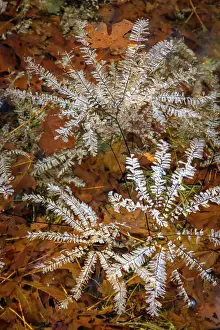 Olympic: USA, Washington State, Olympic National Park. Maidenhair