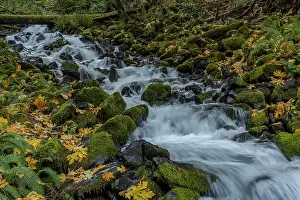 Jones: USA, Washington State, Olympic National Park. Creek