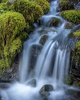 Washington: USA, Washington State, Olympic National Park. Cedar