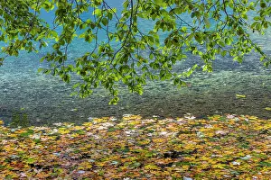 Aqua: USA, Washington State, Olympic National Park. Alder