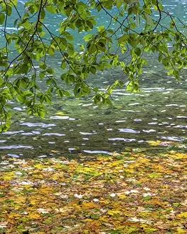 Aqua: USA, Washington State, Olympic National Park. Alder