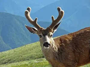 Buck: USA, Washington State, Olympic National Park. Close-up of